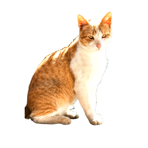 Related cat image: A Charming Ginger And White Cat Sits Outdoors On A Sunny Day With A Natural Background. 17043